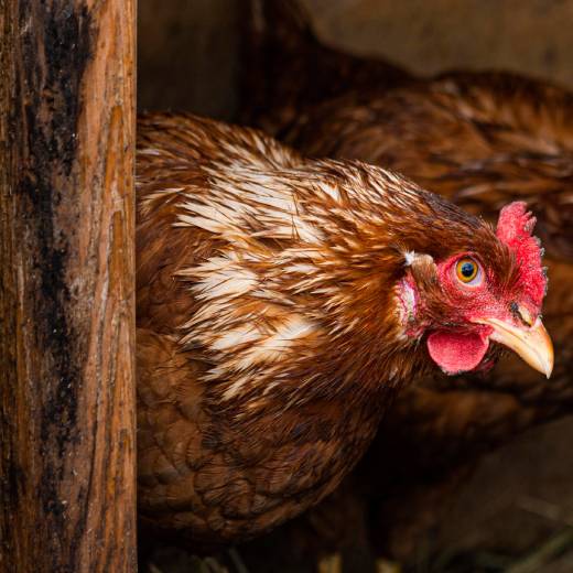 Jak vybrat krmivo pro slepice?