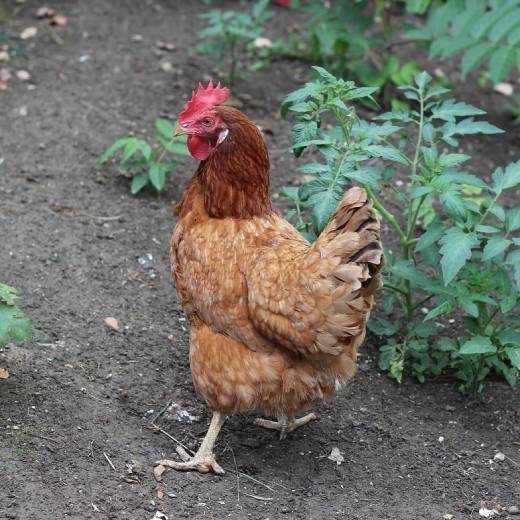 Jak vyrobit kukaň pro slepice?