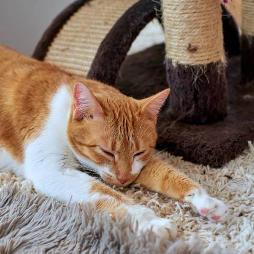 Jak vyrobit škrabadlo pro kočky?