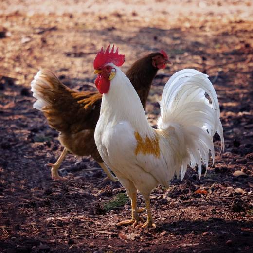 Jak zlepšit snášku vajec?