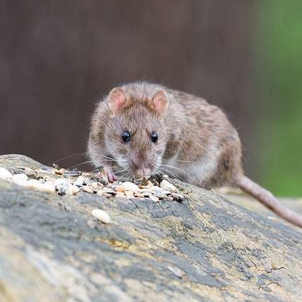 Jaká je nejlepší návnada na potkany?