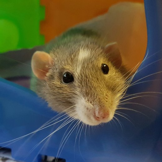 Jaká návnada na krysy je nejlepší? Co doporučujeme?