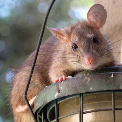 Jaký je nejúčinnější jed na potkany?