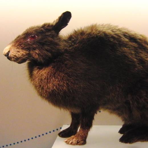 Japonský králík: Elegantní mazlíček s tajemnou minulostí