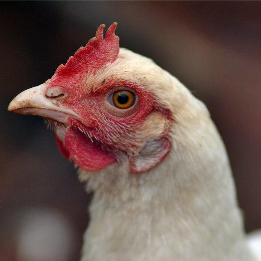 Jaká by měla být jateční váha brojlerů?