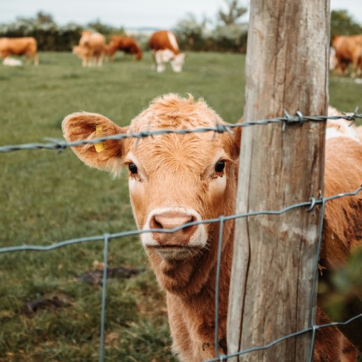 Jersey kráva: Malá kráva s bohatou mléčnou produkcí