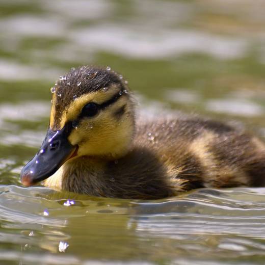 S jakými druhy kachen se můžete setkat?
