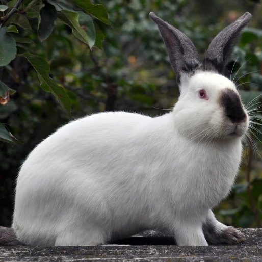 Kalifornský králík