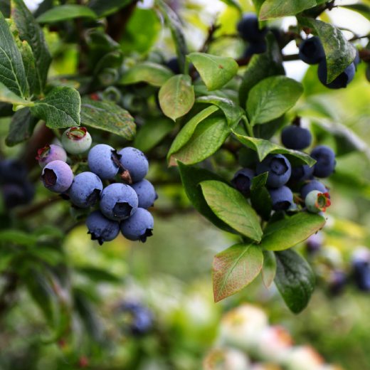 Kdy hnojit kanadské borůvky?