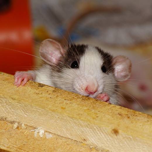 Kde koupit jed na krysy?