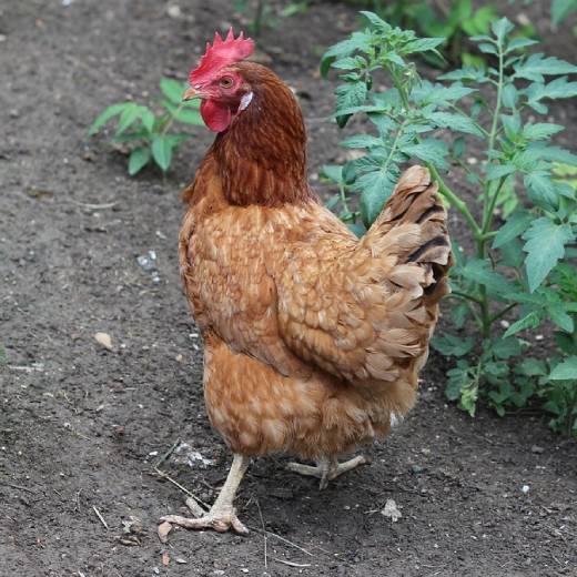 Kde koupit slepice? Jak začít s chovem slepic?