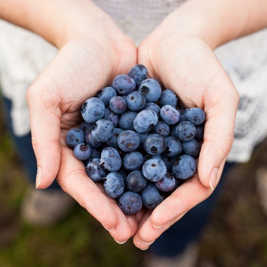 Kdy hnojit borůvky?