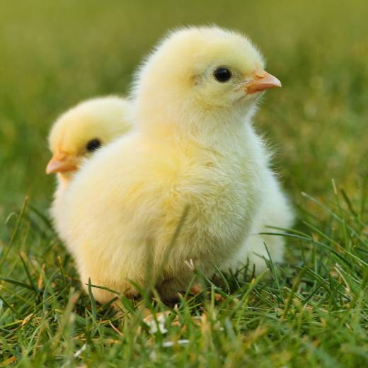 Kdy se doporučuje pustit kuřata ke slepicím?