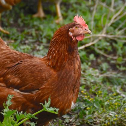 Kdy začínají slepice snášet? Jaké jsou faktory?