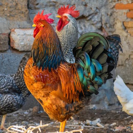 Kdy začínají snášet slepice?