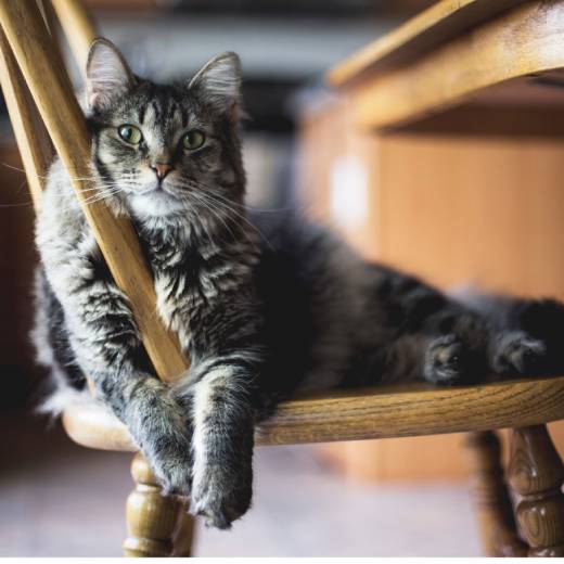 Máte doma kočku? Musíte si koupit škrabadlo!