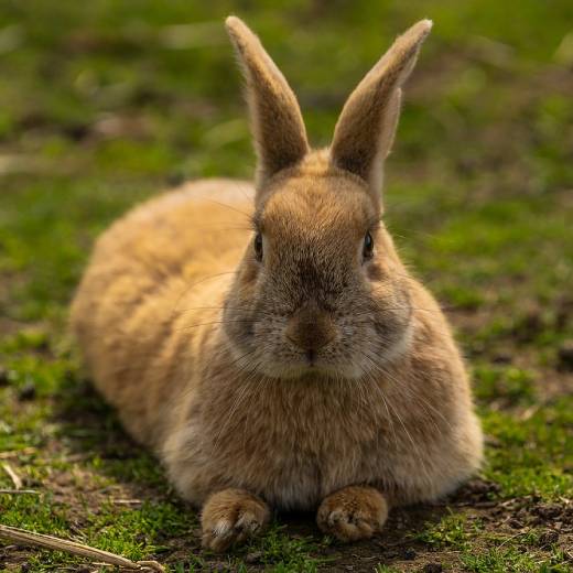 Kokcidióza u králíků: co to je a jak jí léčit?