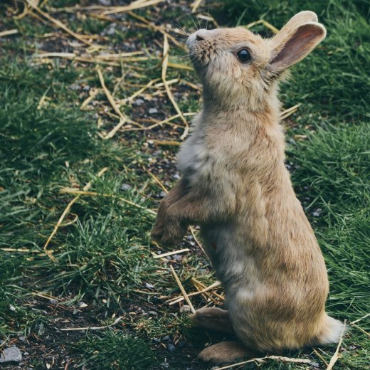 Kokcidioza u králíků: jak ji poznat, léčit a předcházet?