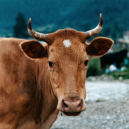 Kolik má kráva žaludků?