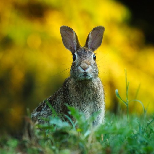 Kolik stojí králík? Co musíte koupit za vybavení?