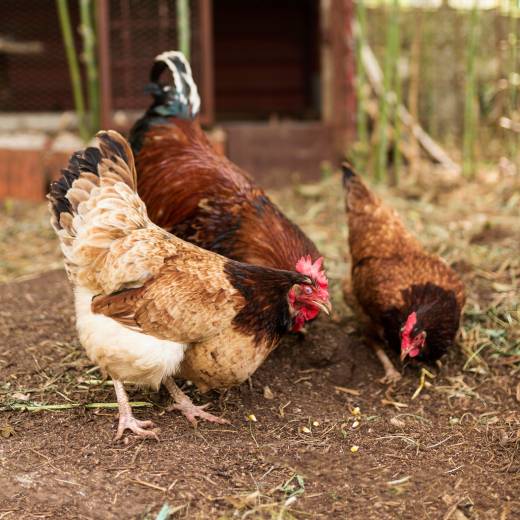 Kolik vajec snese slepice?