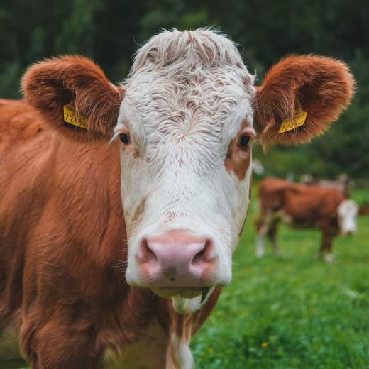 Kolik váží kráva?