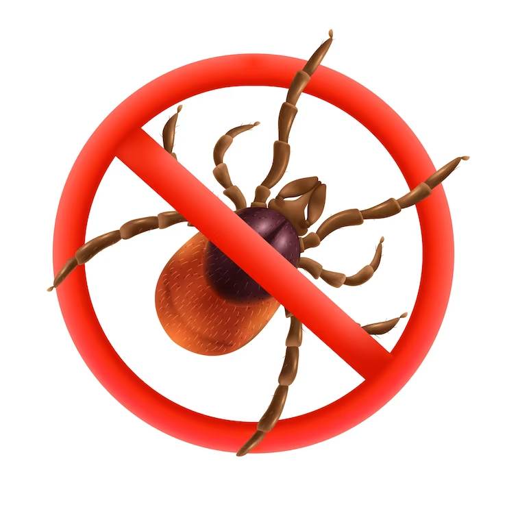 Kousnutí od roztoče: co může způsobit?