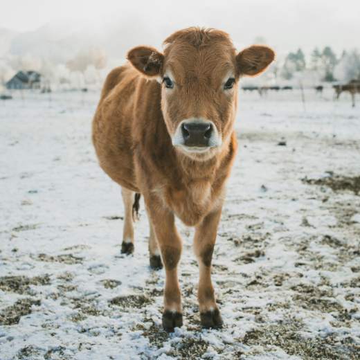 Jak na krmení telat? Na co si dát pozor?