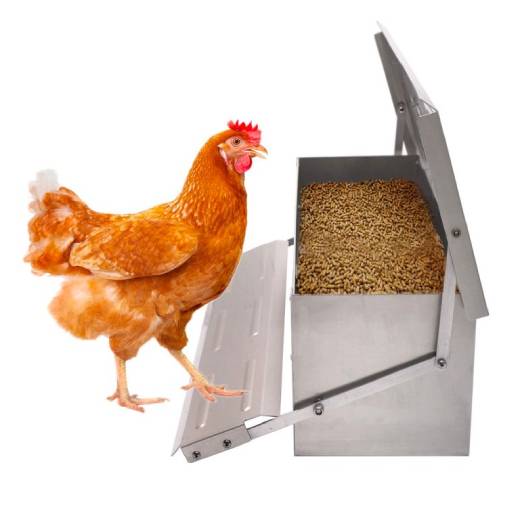 5 důvodů, proč si koupit krmítka pro drůbež