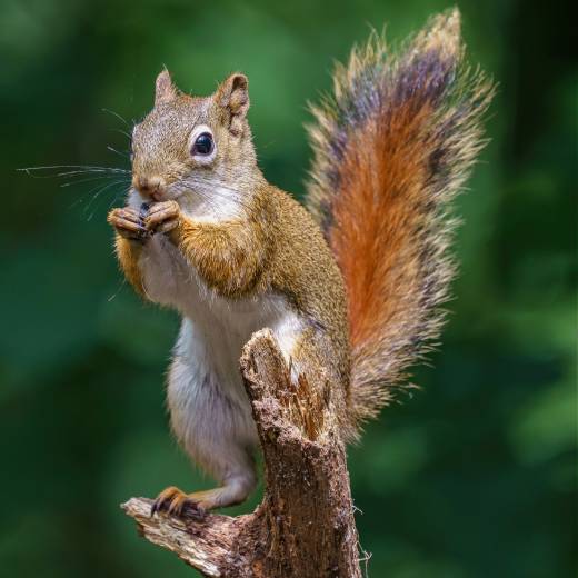 Jak snadno vyrobit krmítko pro veverky? Postup krok za krokem