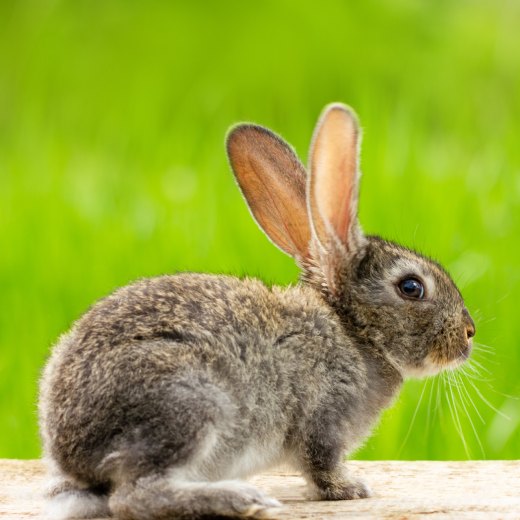 Krmítka pro králíky: jak je používat a které vybrat?