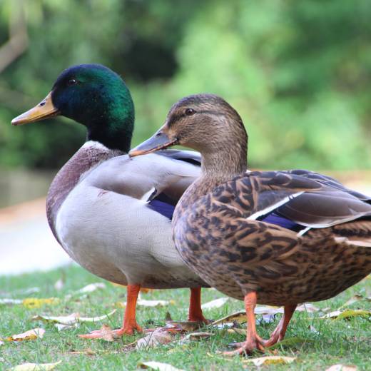 Jak vybrat správné krmení pro kachny?