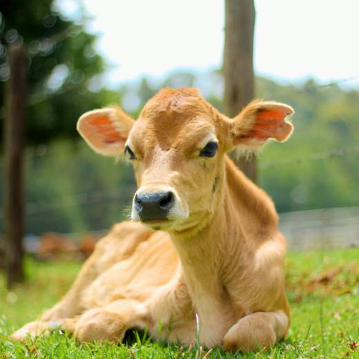 Jak vybrat krmiva pro telata?