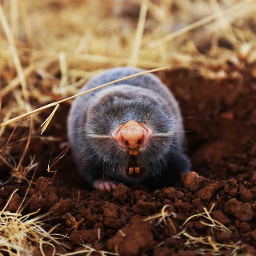 Jak se zbavit krtka na zahradě? Efektivní metody