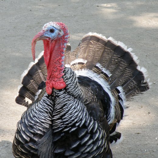 Krůta: kompletní průvodce