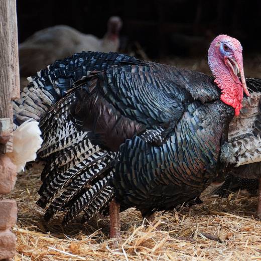 Mládě od krůty: jak na správnou péči?