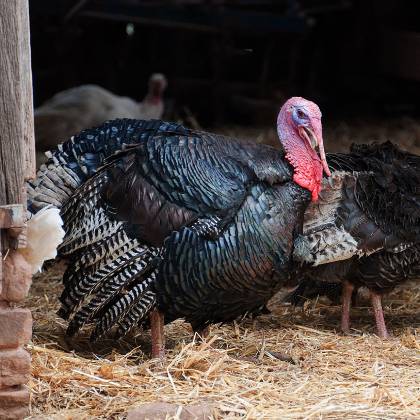 Jak na chov krůt se slepicemi?