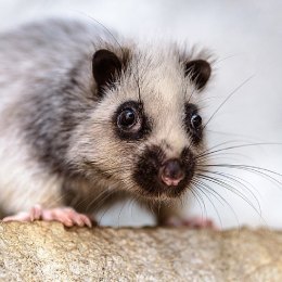 Jak na chov krysy obláčkové?