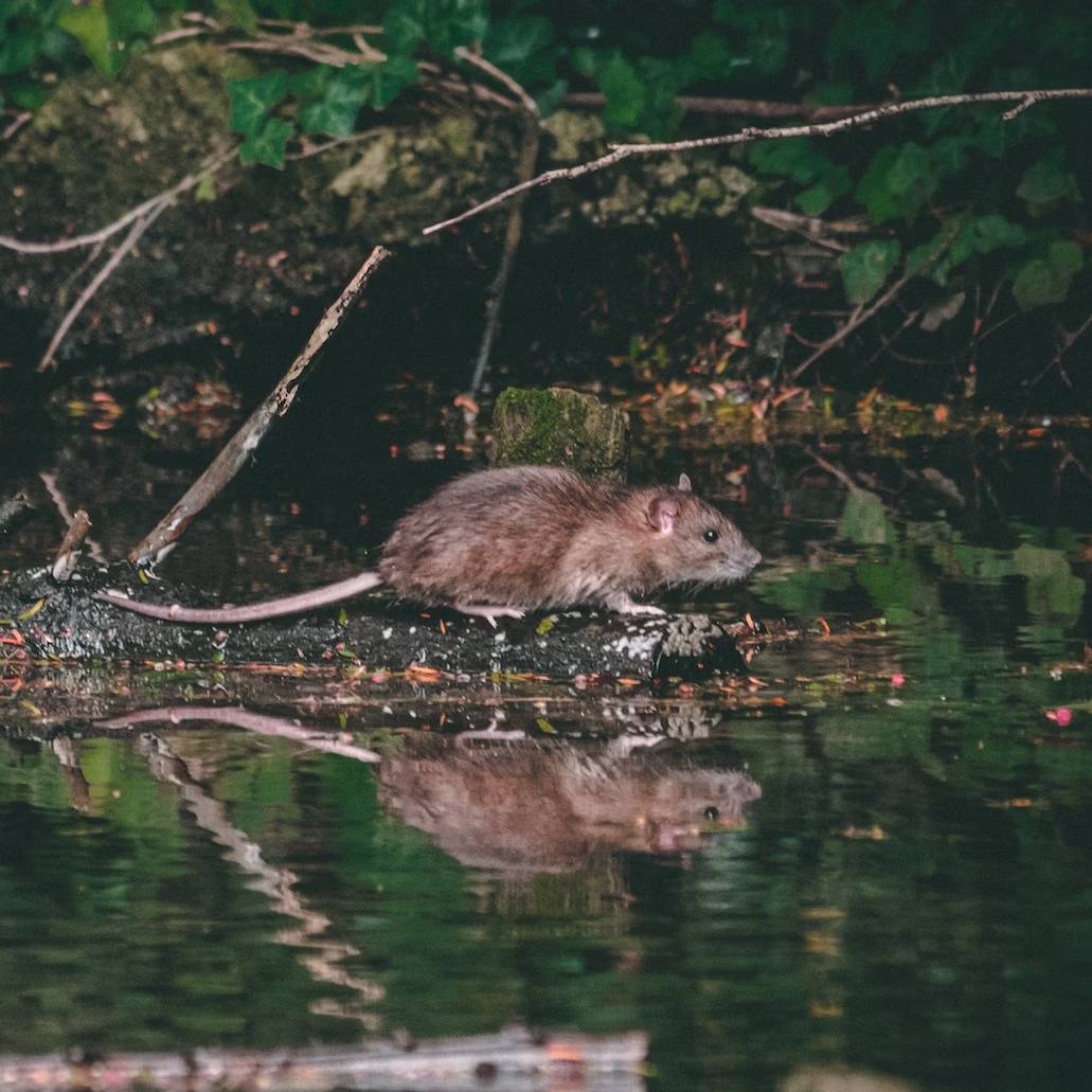 Krysa vs Potkan: jaký je mezi nimi rozdíl?