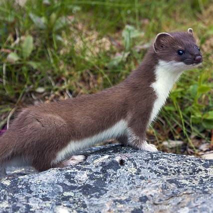 Kuna a lasička: jaký je rozdíl?