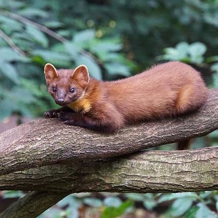Jak se zbavit kuny v motoru?