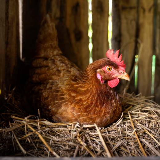 Proč si pořídit kurník pro slepice?