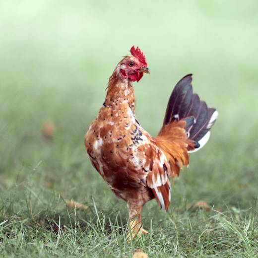 Jak vybrat kurník podle počtu slepic?