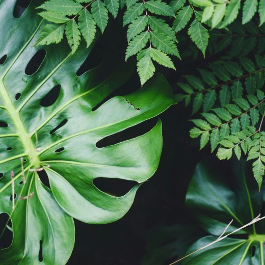 Likvidace škůdců na listech