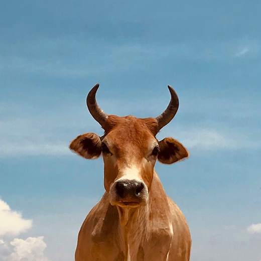 Má kráva rohy? Zaleží na druhu