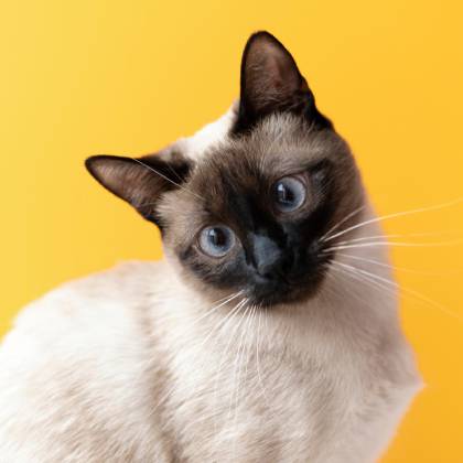 Proč si koupit masivní škrabadla pro kočky?