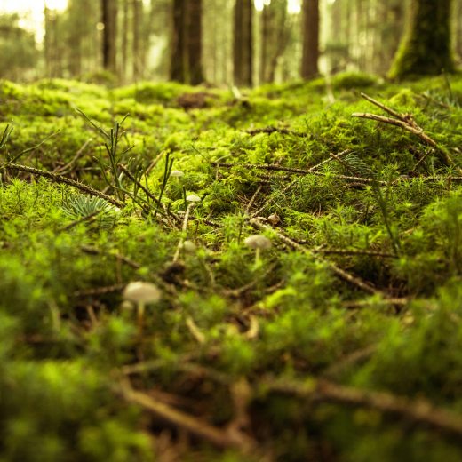 Jak odstranit mech? Snadné a osvědčené rady