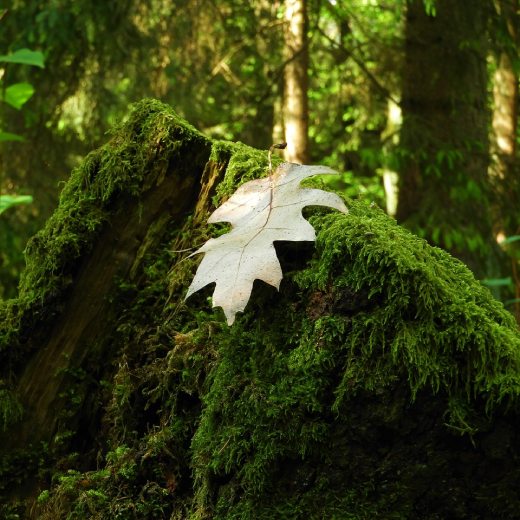 Co pomáhá proti mechu v trávníku?