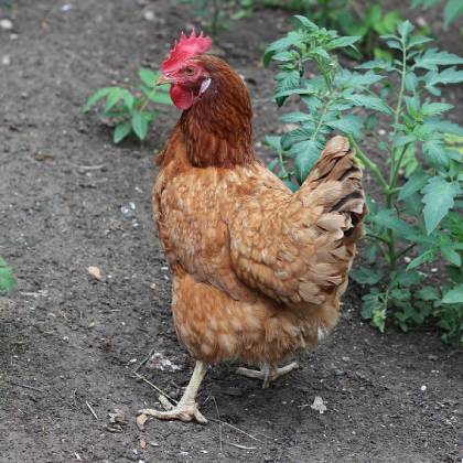 Proč mladá slepice nesnáší? Jaké jsou příčiny?