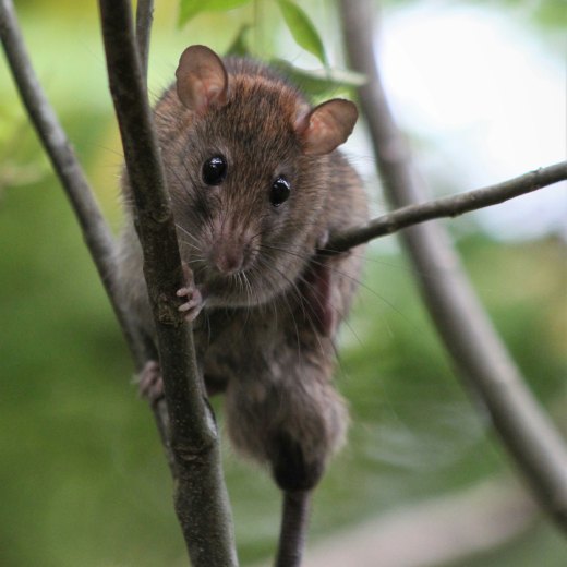 Mláďata krys: co možná nevíte?